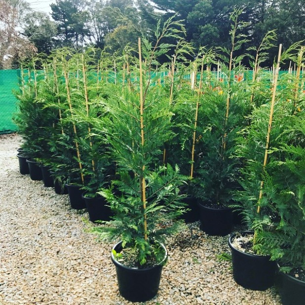 Leighton Green Conifer for Tall Fast Hedging and Screening